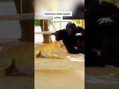 köpeklere kaplan şakası