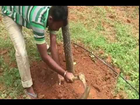 MELIA DUBIA FERTILISATION