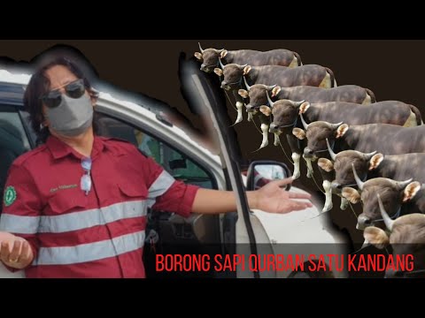 Borong Sapi Satu Kandang Untuk Qurban