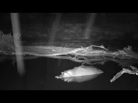 Djuma: Hippos-third one starts to come, then runs-other two interact more-Pt:2 - 23:20 - 10/01/19