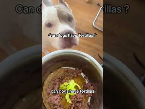 Can Dogs Have Tortillas?