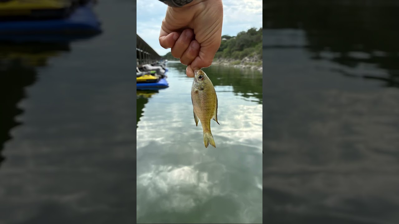 Big dawg #catfishing #perch #fishing #fypシ