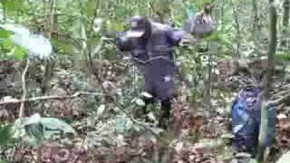 preview picture of video 'Hunter in Congo uses imitation calls to find monkeys'