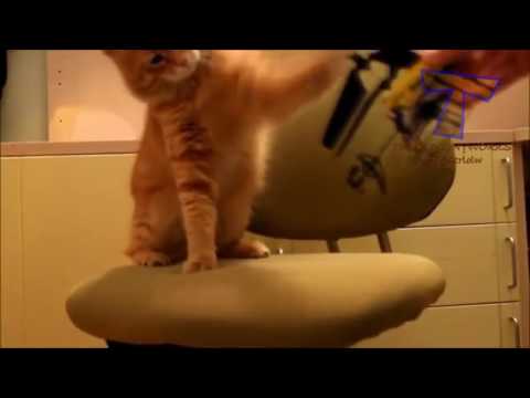 Funny cats scared of random things   Funny cats compilation