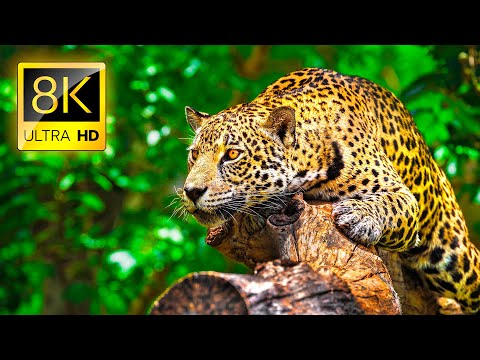 Ultimate Wild Animals Collection in 8K ULTRA HD / 8K TV