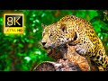 ULTIMATE WILD ANIMALS COLLECTION IN 8K ULTRA HD / 8K TV