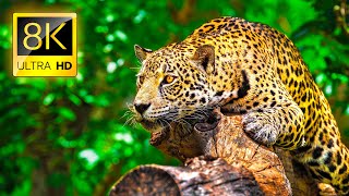 Ultimate Wild Animals Collection in 8K ULTRA HD / 