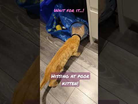 cat reacts to kitten post neuter