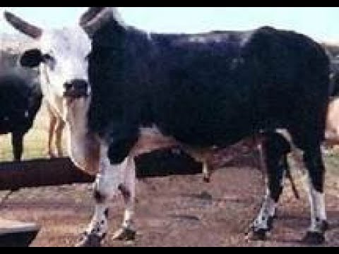 AAZTLAN  ENBRIONES EN VENTA PLAYBOY X MUDSLINGER