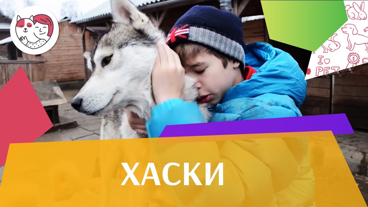 Хаски Разновидности породы на iLikePet