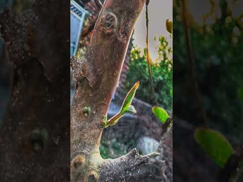 📷🥰Instagram Best Reel || Nature lover || Nature Photography || #shorts #shortsyoutube #photography