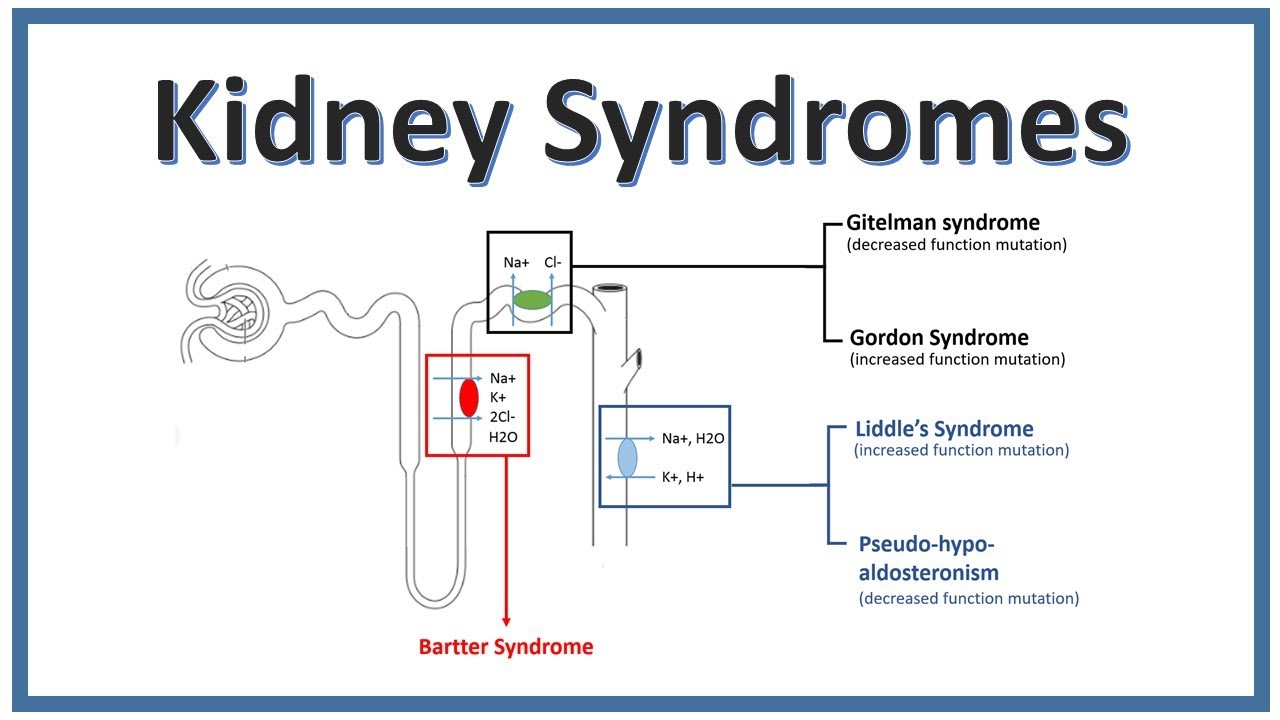 KIDNEY SYNDROMES | Bartter Syndrome, Gitelman Syndrome, Liddle's Syndrome | NEET