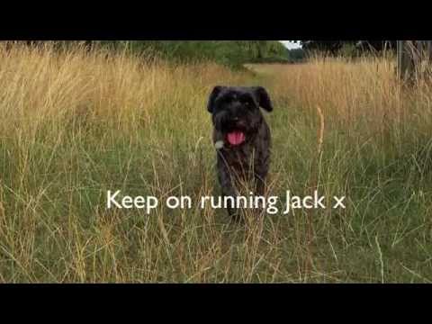 Jack The Puppy - Minature Schnauzer