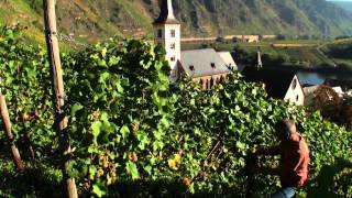 preview picture of video 'Mosel Tourismus: Weinlese im Ferienland Cochem im September & Oktober'