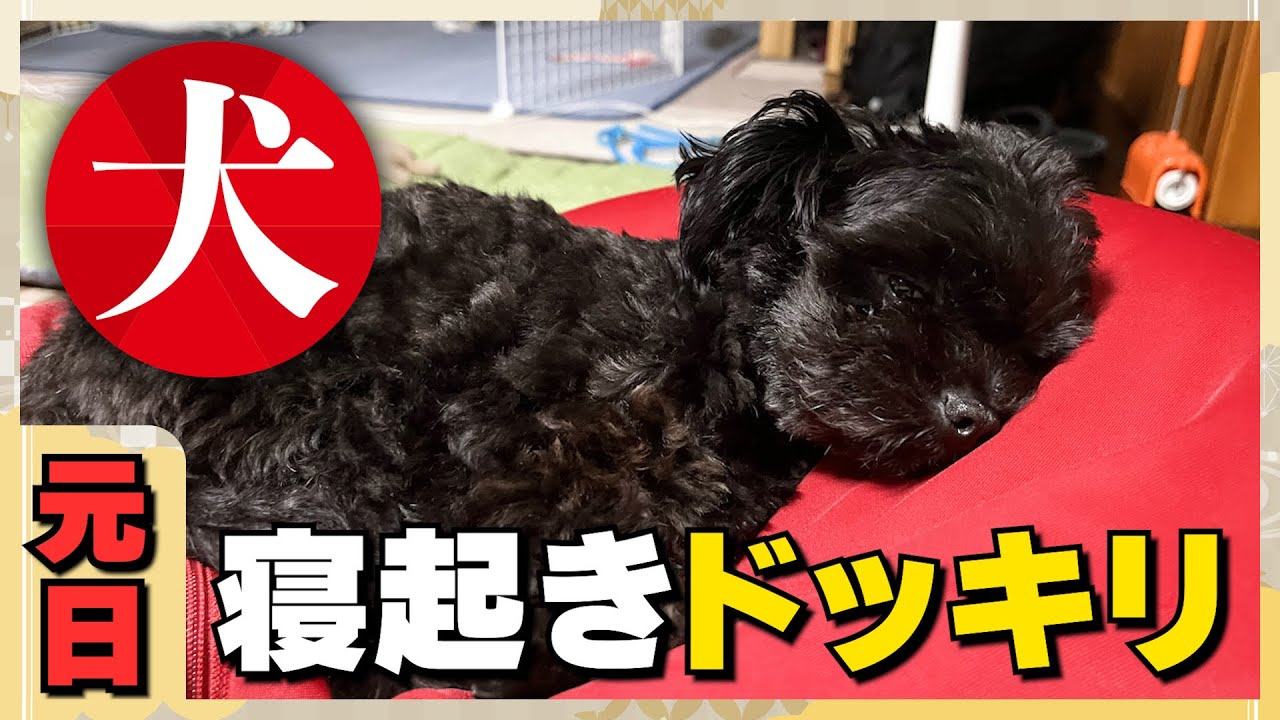 【神回】犬に寝起きドッキリを仕掛けてみた