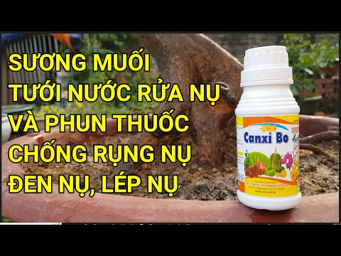 🔴 QBS22311 - CÁCH TƯỚI NƯỚC CHO CÂY MAI VÀNG MÙA ĐÔNG | CÁCH CHĂM SÓC CÂY MAI VÀNG NỞ HOA ĐÚNG TẾT