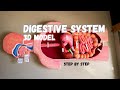 Biology Project Human Digestive System 3d Model Science Medical
