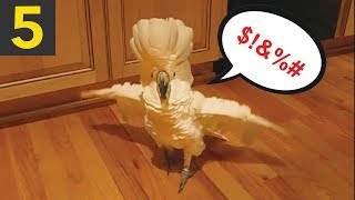 Miniature vidéo