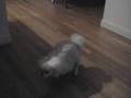 My Pet Pekingese Dog Humping A Stuffed Animal Toy Koosa