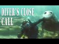 TWO TON ELEPHANT SEAL ATTACKS HELPLESS DIVER