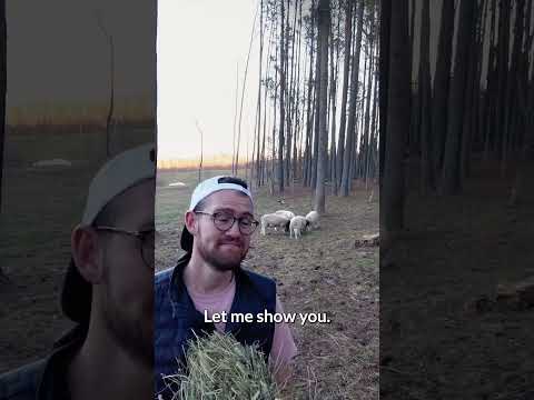 Raising Sheep Takes So Long!