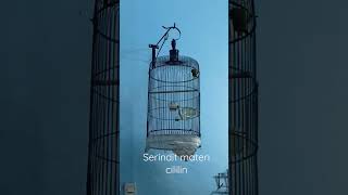 Download lagu Serindit materi cililin mp3