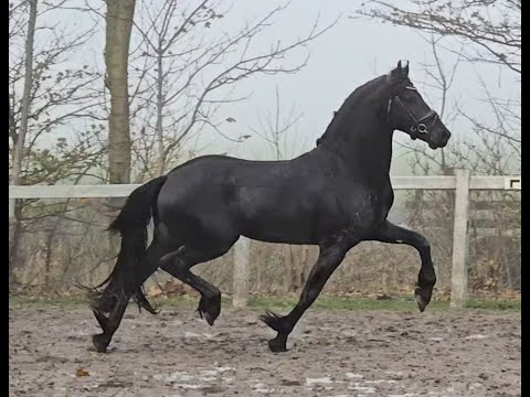 Stal Okkema's Tjarlie - Nane x Tsjalle - Stallion - 2022 - 1.61m