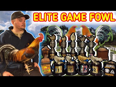 Jorge Velazquez Jr /Elite Game fow The New Face Of Gallistica 🐓🐓💥🔥🔥🔥