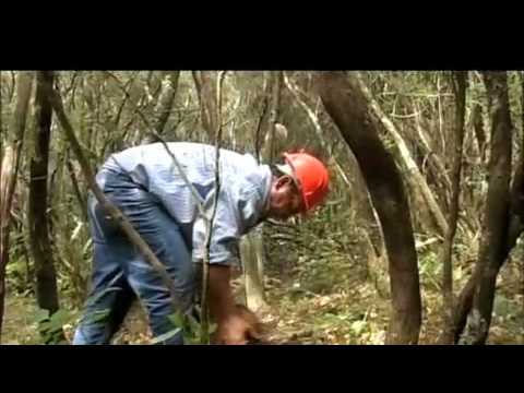 La Pipa - Chapter One