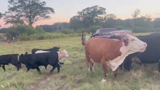 80 Pairs most of the calves are aired by Angus and Charolais bulls exp back to Angus Bulls