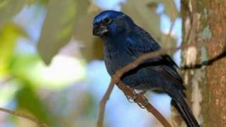 Aves do Brasil - O canto melodioso do Azulão.