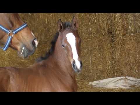 El Turbon  von Mount Etna xx - Esteban xx - Bagdag ox geb. 16. Mai 2020