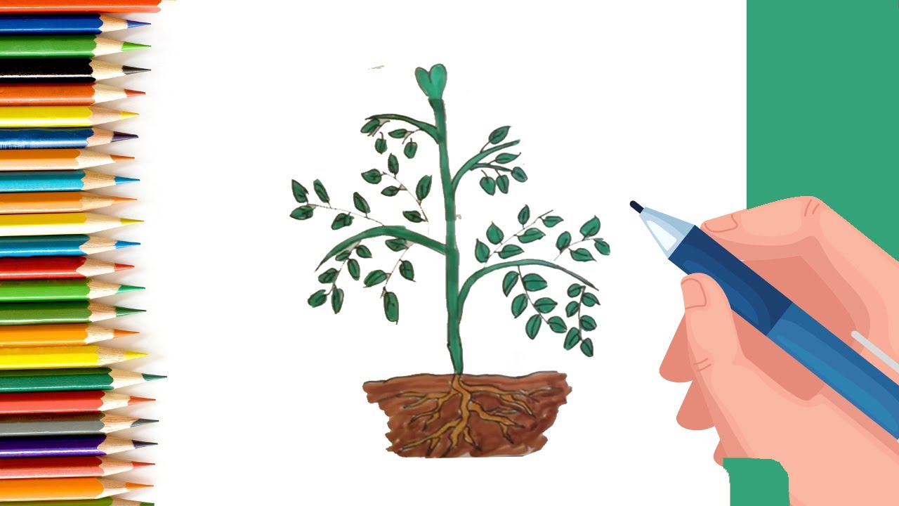 How to Draw a Plant growing from Sprout to Big plant folding Surprise? | Drawing Tutorials for Kids