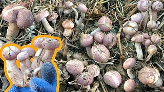 ยิ่งเปิดยิ่งเจอ‼️ เห็ดผึ้งขมดอกสวยๆขายาวๆดอกกำลังพอดี!🍄