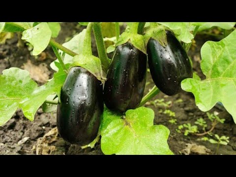 How to use plastic bags as containers to grow vegetables