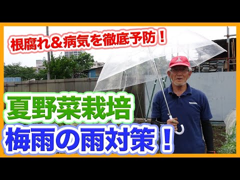 鉢内の湿度を保つにはどうすればいいですか？植物を熱波から守るための 5 つ以上のソリューション!  庭園