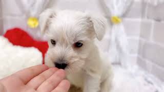 ミニチュアシュナウザーの動画02