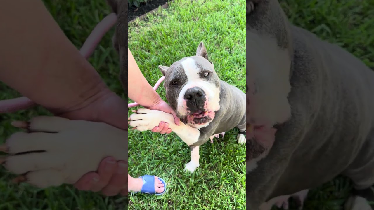 Enlarge Danielle, a Adoptable mixed breed in Bellingham, WA video 3/6