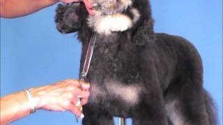 How To Groom: Portuguese Water Dog (A Poodle In Disguise) Jodi Murphy Instructional Series DVD