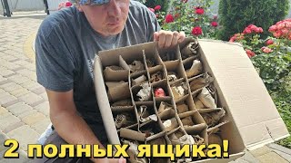 Прислали 2 полные коробки. Посмотрим, что там!