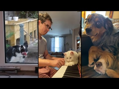 Videos I found on Reddit – r/AnimalsBeingJerks – March 2021