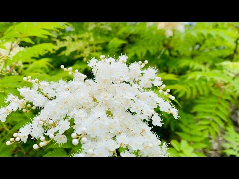 ナナカマド「ドドン」 植物