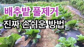 배추밭 풀제거 진짜 손쉬운 방법
