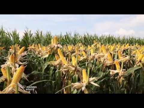 Dekalb hibridi za visok prinos kukuruza   U nasem ataru 575