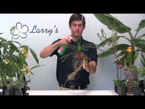 Vanda Orchid 101 - How To Fertilize