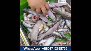 ভিডিও ২