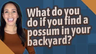 What do you do if you find a possum in your backyard?