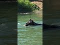 KALA - Quarter Horse Grullo