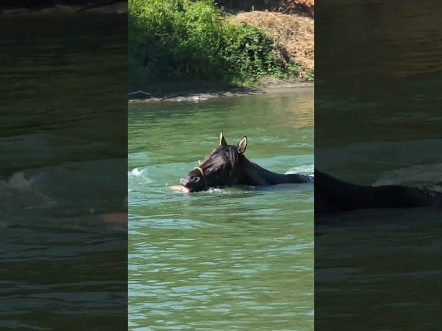 KALA - Quarter Horse Grullo