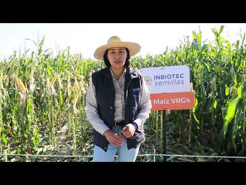 Día de campo maíz de la Fundación Ideagro